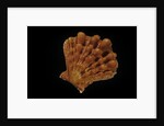 Lyropecten nodosus by Anonymous