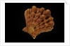 Lyropecten nodosus by Anonymous