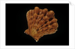 Lyropecten nodosus by Anonymous