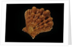 Lyropecten nodosus by Anonymous