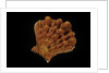 Lyropecten nodosus by Anonymous
