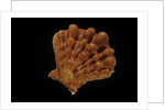 Lyropecten nodosus by Anonymous