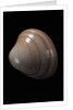 Megapitaria squalida by Anonymous