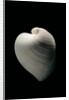 Meiocardia moltkiana by Anonymous