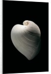 Meiocardia moltkiana by Anonymous