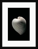 Meiocardia moltkiana by Anonymous