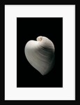 Meiocardia moltkiana by Anonymous