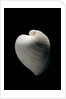 Meiocardia moltkiana by Anonymous