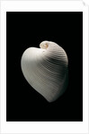 Meiocardia moltkiana by Anonymous