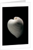 Meiocardia moltkiana by Anonymous
