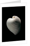 Meiocardia moltkiana by Anonymous