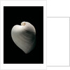 Meiocardia moltkiana by Anonymous