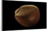 Nemocardium bechei by Anonymous