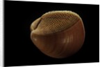 Nemocardium bechei by Anonymous