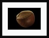 Nemocardium bechei by Anonymous