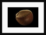 Nemocardium bechei by Anonymous