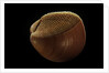 Nemocardium bechei by Anonymous