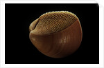 Nemocardium bechei by Anonymous
