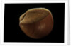 Nemocardium bechei by Anonymous