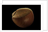 Nemocardium bechei by Anonymous