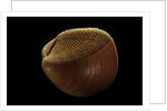 Nemocardium bechei by Anonymous