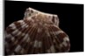 Pecten albicans by Anonymous