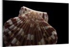 Pecten albicans by Anonymous