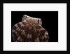 Pecten albicans by Anonymous