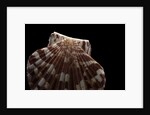Pecten albicans by Anonymous