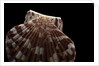 Pecten albicans by Anonymous