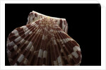 Pecten albicans by Anonymous