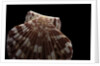 Pecten albicans by Anonymous