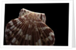 Pecten albicans by Anonymous