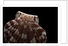 Pecten albicans by Anonymous