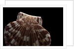Pecten albicans by Anonymous