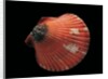 Pecten flabellum by Anonymous