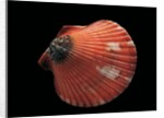 Pecten flabellum by Anonymous