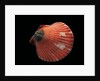Pecten flabellum by Anonymous