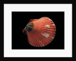 Pecten flabellum by Anonymous