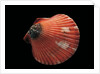 Pecten flabellum by Anonymous