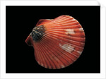 Pecten flabellum by Anonymous