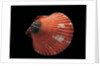 Pecten flabellum by Anonymous