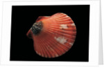Pecten flabellum by Anonymous