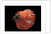 Pecten flabellum by Anonymous