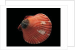 Pecten flabellum by Anonymous