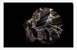 Pecten glaber by Anonymous