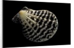 Pecten lignarius by Anonymous