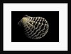 Pecten lignarius by Anonymous