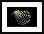 Pecten lignarius by Anonymous