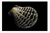 Pecten lignarius by Anonymous